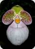 Paph. micranthum